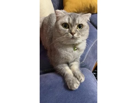 Scottish fold