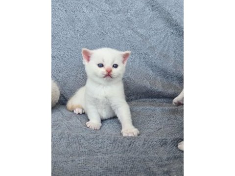 British shorthair red point