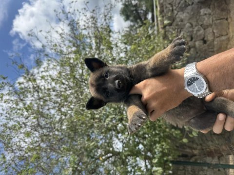 Mükemmel malinois köpekler