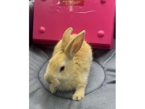 Cüce netherland dwarf tavşanlar