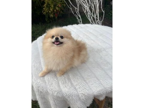 Yetişkin a kalite pomeranian boo