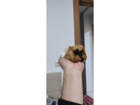 Evcil 3 adet yavru guinea pig ele alıştırmaya uygun