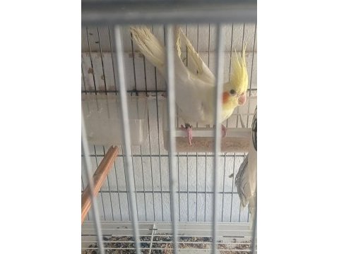Yavru sultan papağanı adana