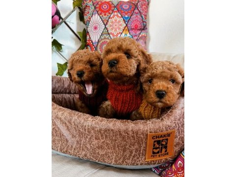 Kıvır kıvır orjinal poodle minişlerim