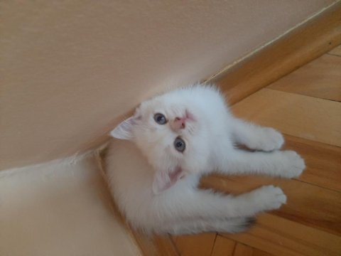 British golden-silver asil soylu yavrular