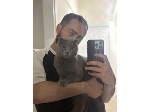 Asil bir scottish fold