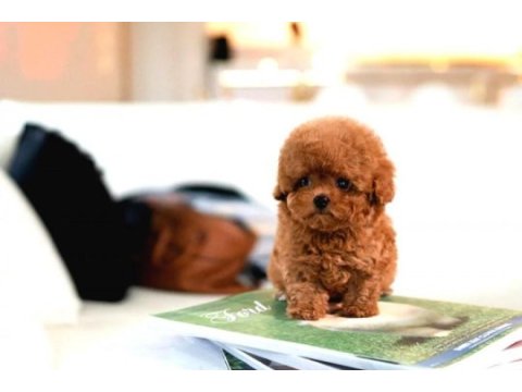 Safkan toy poodle bebeklerimiz