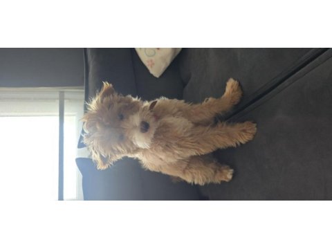 5 aylık aşıları eğitimi tamamlanmış maltipoo