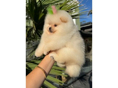 Orjinal pomeranian boo