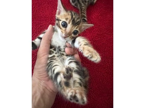 Show class bengal kedisi bebekler