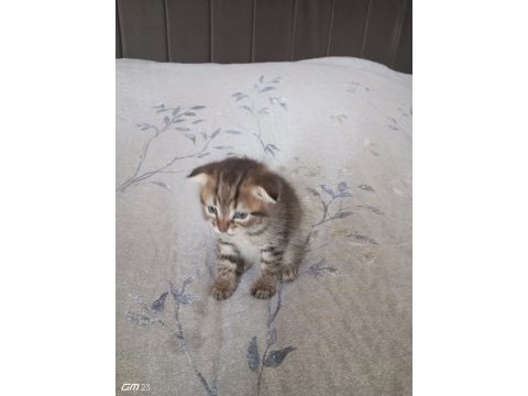 Scottish fold yavru 3 aylık erkek
