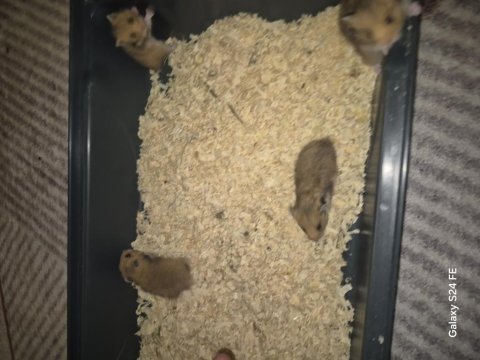 4 haftalık suriye yavru hamsterlar