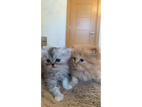 1,5 aylık british longhair