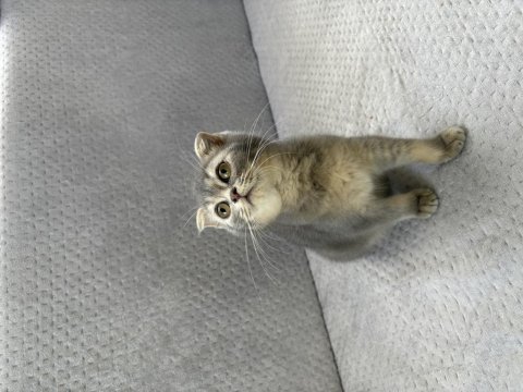 Yuvasını arayan minik scottish fold bebek