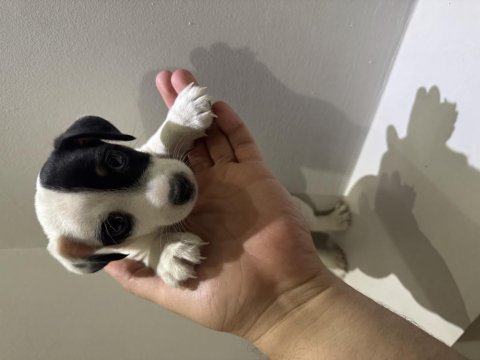 Dişi kısa bacak jack russell maskeli