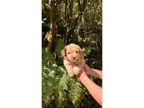 Harika maltipoo yavrularımız