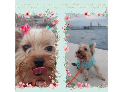 Mini yorkshire terrier yavruları