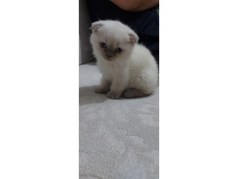 Scottish fold blue point