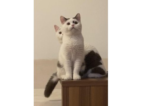 Ücretsiz british shorthair chocolatte van