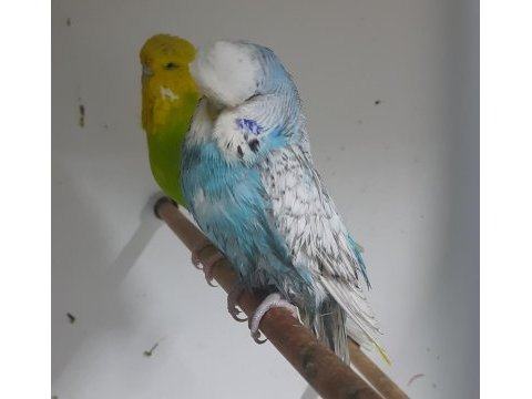 Show jumbo dişiler kuşlar