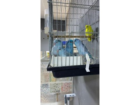 Yavru forpus papağanları