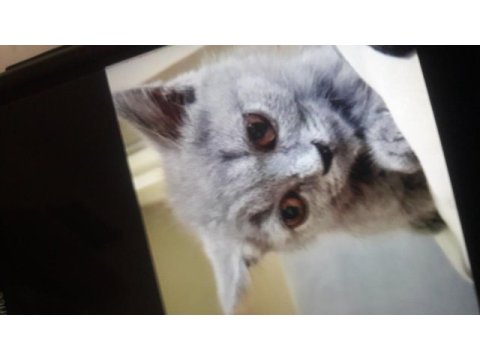 British shorthair 2 aylık