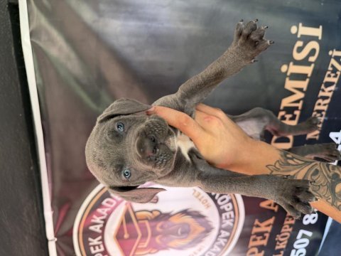 Blue mavi göz cane corso yavrular