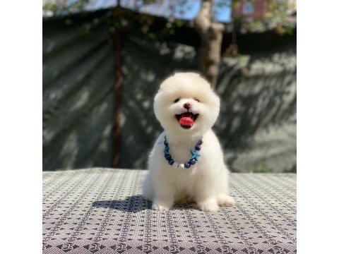 Pomeranian boo yavrular