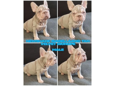 Türkiye de tek velvet bigrope french bulldog yavrular
