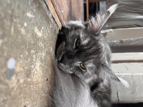8 aylık dişi maine coon yavru