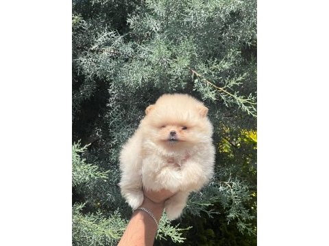 Safkan güzeller güzeli pomeranian bebeklerim