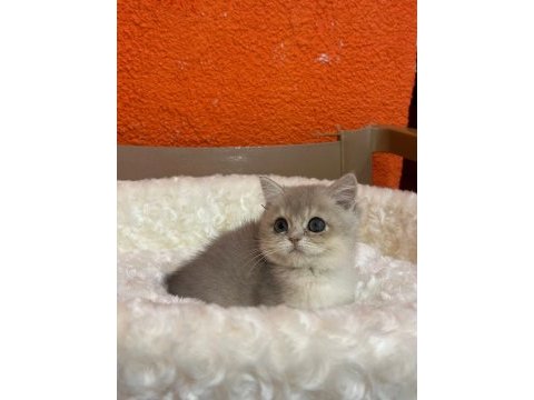 Blue golden british shorthair
