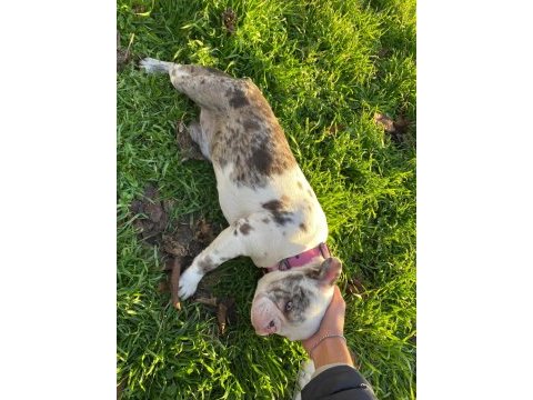 Üst düzey french bulldog