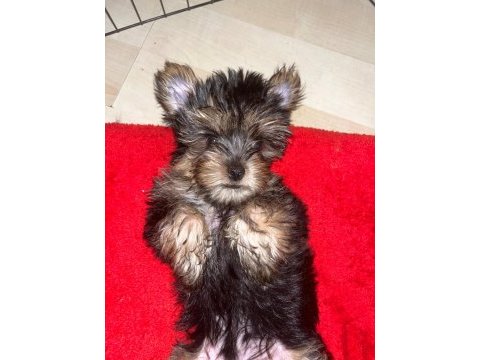 Sevimli ve bal yorkshire terrier oğlumuza yuva arıyoruz