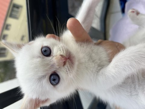 British shorthair yavrular