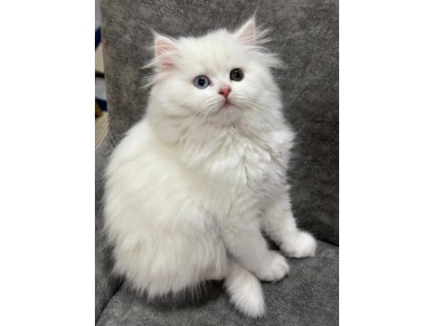 Dünya güzeli van kedisi çok nadir bulanan güzellik