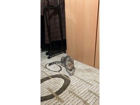 Scottish fold 7 aylık