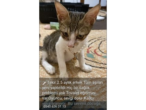 Çok uysal tekir kedimiz yeni yuvasını arıyor