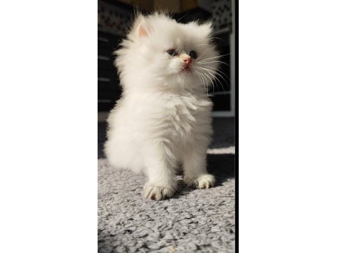 Kedimiz safkan prensese yuva arıyorum
