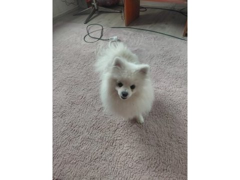 Pomeranian boo 1 yaşında