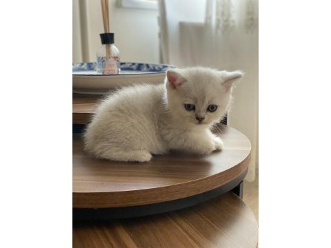 Chinchilla yavrularımız yeni ailelerini bekliyorlar