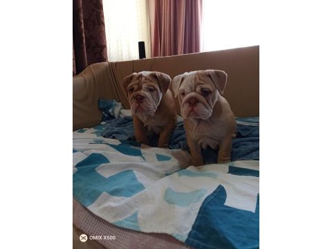Özel renk egzotik ingiliz bulldog yavrumuz
