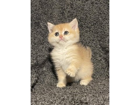 Anne baba şecereli golden ny12 safkan british shorthair