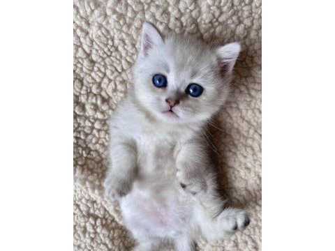 Safkan british shorthair lynx point
