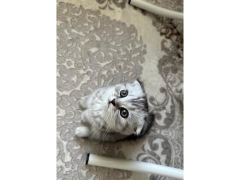 Scottish fold silver bebekler
