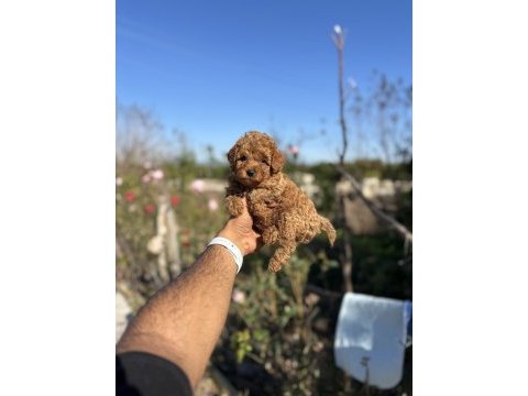Teacup boy red brown poodle cinsi bebekler