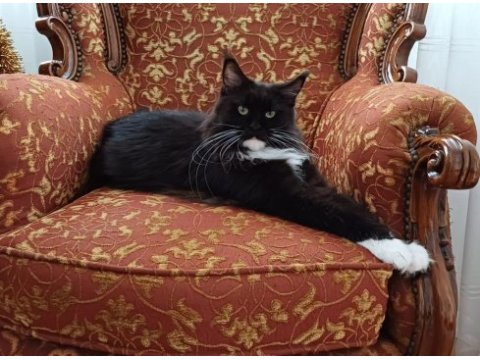 Maine coon 20 ocak doğumlu antalya