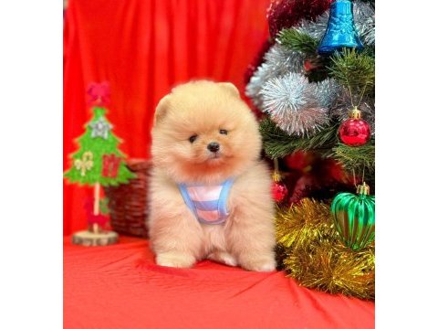Safkan pomeranian boo köpeklerimiz