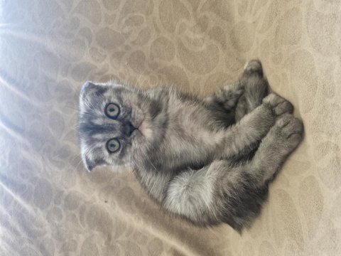 1.5 aylık eğitimli scottish fold yavrular
