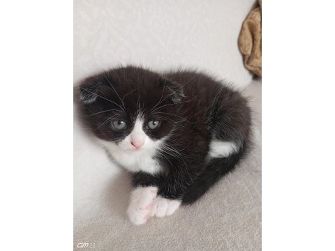 Scottish fold smoking